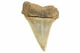 Fossil Broad-Toothed Mako Tooth - South Carolina #340973-1
